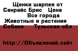 Щенки шарпея от Санрайс Брис › Цена ­ 30 000 - Все города Животные и растения » Собаки   . Тульская обл.